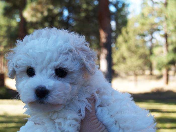 Bichon Frise Puppies in Oregon Summer 2014 Bichon Frise Puppies